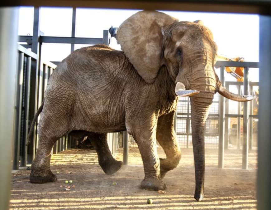 Charley The Elephant Arrives At The Shambala Private Game Reserve Following 40 Years In Captivity